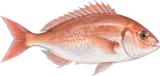 マダイ