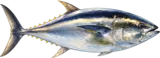 マグロ