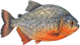 ピラニア